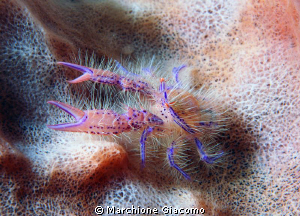 Galatea
Nikon D200. 60 micro, twin strobo
Komodo 2009 by Marchione Giacomo 